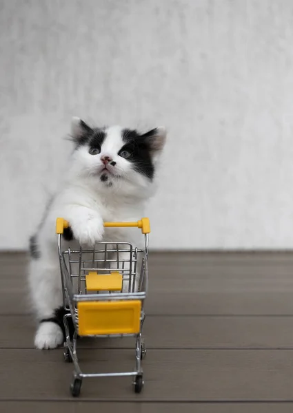 black and white kitten with a shopping cart in a supermarket looks surprised. Sale season, ready to buy. Cheerful cat childhood. funny photo of animals. Cat shocked by rising food prices