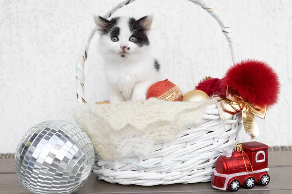 白いかわいい子猫は 明るい背景にクリスマスの休日の装飾とウィッカーバスケットに座っています 冬休みの準備 好きな面白いペット クリスマスツリーの下のふわふわの贈り物 — ストック写真