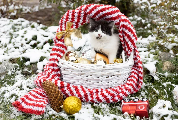 黒と白のかわいい子猫は雪に覆われた芝生の上でクリスマスの装飾が施されたウィッカーバスケットに座っています 冬休みの準備 好きな面白いペットは世界を探索します ふわふわクリスマスプレゼント — ストック写真