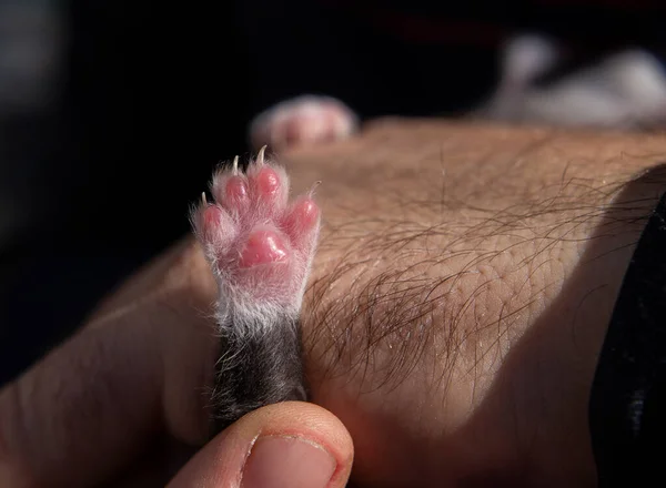 small clean pink paw of a newborn kitten in the hands of a person close-up, highlighted with light. veterinary checkup, human care for pets