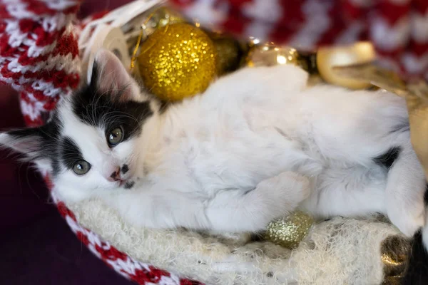 黒と白のかわいい子猫はクリスマスの装飾の近くの背中にあり 大きな目で見上げます 奇妙な面白いペットが世界を探検しています ふわふわクリスマスプレゼント — ストック写真