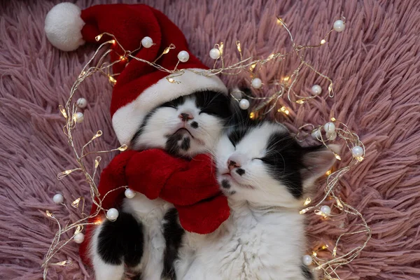 黒の可愛い子猫が2匹抱っこして寝てる サンタの帽子と赤いスカーフを身に着けている子猫1匹 クリスマスの準備だ 最愛のペットは休日の前に休む フューリー ギフト — ストック写真