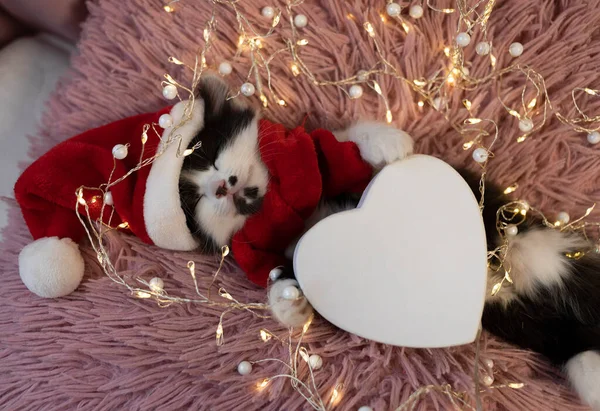 Schwarz Weißes Süßes Kätzchen Mit Weihnachtsmütze Und Rotem Schal Schläft — Stockfoto