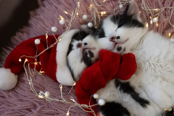 Ağızlık Siyah Beyaz Kedi Yavrusunun Kucaklaşarak Uyuması Noel Baba Şapkası — Stok fotoğraf