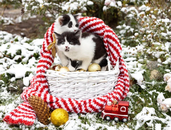 2つの黒い白いかわいい子猫がウィッカーバスケットに座っていて クリスマスの装飾が芝生の上に立って雪を振りかけた クリスマスの準備だ 好奇心旺盛なペットたちが世界を探検 猫の2023年 — ストック写真