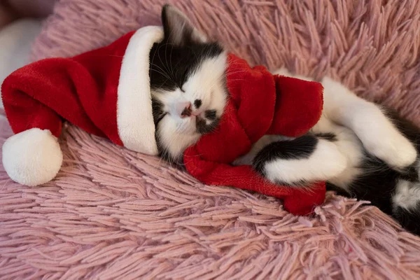 Schwarz Weißes Süßes Kätzchen Mit Weihnachtsmütze Und Rotem Schal Schläft — Stockfoto