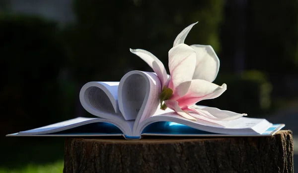 delicate magnolia flower on an open book, the pages of which are folded in the shape of a heart. Hi spring. sunny day. outdoor recreation, concept love to read books, flower surprise.