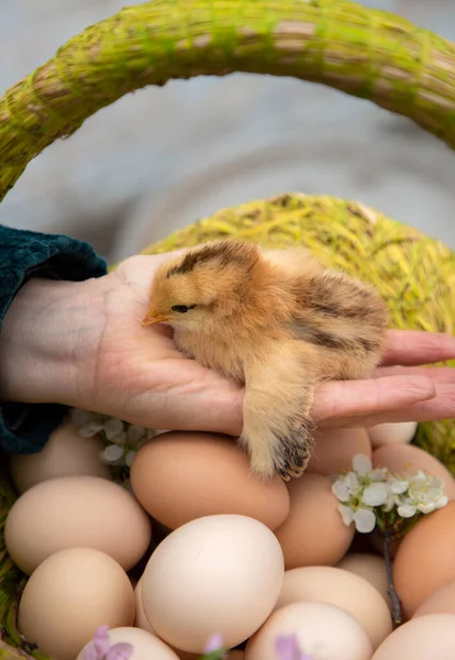 cute hatched tiny chick sits in a female hand against backdrop of freshly picked chicken eggs. Poultry farming. raising chickens. Carefully, with love. spring season, new life. selective focus,