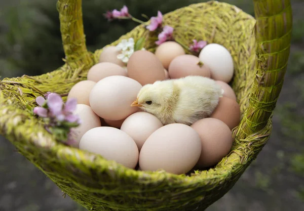several dozen freshly picked chicken eggs in a wicker basket and a cute hatched chicken. Poultry farming. raising chickens. spring season, new life, preparation for Easter