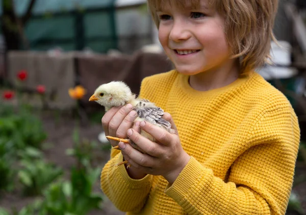 boy on the farm holds a small chicken in his arms. Surprise, joy from communication with small animals. Knowledge of the surrounding world. Focus on the chick