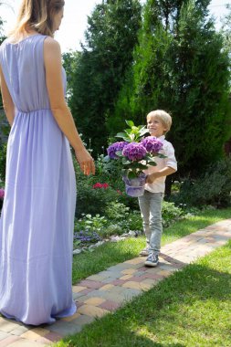 Anneler Günü 'nü oğlundan sevgili anasına kutlarım. Küçük oğlu annesine mor bir ortanca çiçeğinin içinde saksıda dikiliyor. Neşeli bir ruh hali. Doğum günü, hassas ilişkiler
