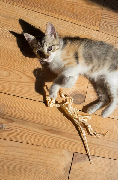 kitten lies on the wooden floor lit by the bright sun and plays with the skeleton of a toy dinosaur. little cat scientist of prehistoric times