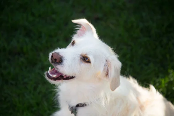Αστείο Λευκό Σκυλί Ανοιχτό Στόμα Κάθεται Στον Κήπο Αρμονία Της — Φωτογραφία Αρχείου
