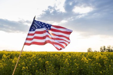 Büyük Amerikan bayrağı sarı kolza tohumu tarlasının üzerinde dalgalanıyor. Amerika Birleşik Devletleri 'nin Bağımsızlık Günü. Gurur, Vatanseverlik. Ülke sembolü. Seyahat, tatil