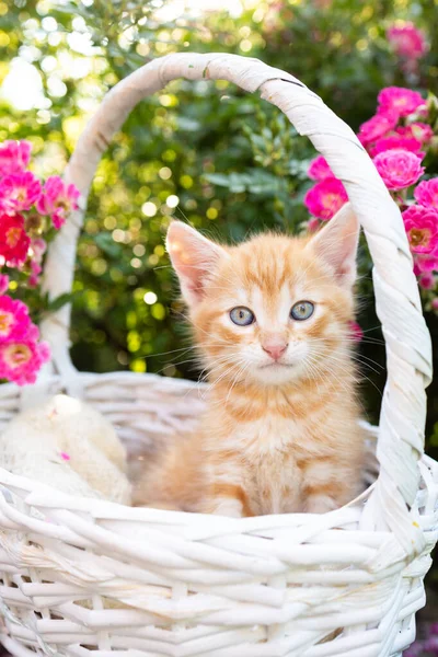 可爱的红猫 长着大大的蓝眼睛 坐在粉色玫瑰的柳条篮里 凝视着镜框 猫的童年 漂亮的明信片 和谐的大自然 自然界中最喜欢的宠物 — 图库照片