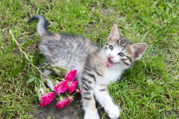 条纹灰白色的小猫躺在草地上 长着一束玫瑰 嘴上还带着惊奇的表情 猫的童年 大自然的第一步 最喜欢的宠物 相遇的快乐 — 图库照片