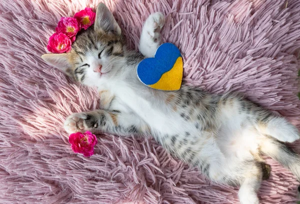 可爱的白褐色条纹猫咪睡在粉色枕头上 仰卧在床上 张开爪子 靠近它的是一颗黄蓝色的乌克兰心脏 其余的家猫 荣耀归于乌克兰 — 图库照片