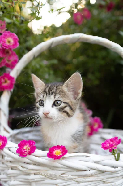 一只灰色的小猫咪坐在玫瑰丛旁的花坛上的柳条篮里 宠物的童年 漂亮的卡片 和谐的自然 蓬松的礼物 — 图库照片