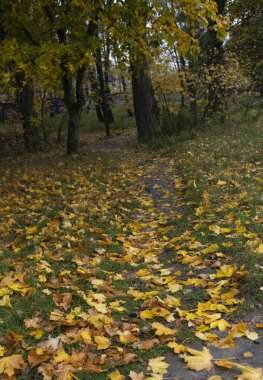 çok renkli sarı-turuncu yapraklar ağaçlarda yağdı, sonbaharda parkta. Sessizlik, sükunet, sonbahar atmosferi, doğanın doğallığı. Kimse yok. manzara