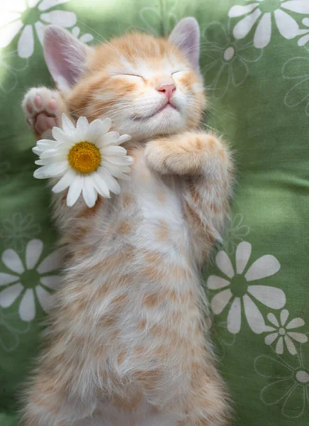 可爱的红猫躺在它的背上 睡在枕头上 用爪子捧着一朵迷幻的花 猫的童年 甜蜜的梦 心爱的宠物 — 图库照片