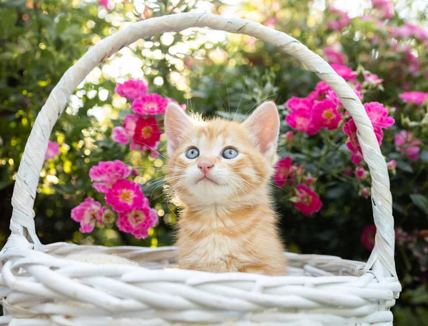 漂亮的红色小猫 2个月大 蓝眼睛 坐在粉色玫瑰的柳条篮里 猫的童年 明信片与动物 和谐的自然 自然界中最喜欢的宠物 蓬松的礼物 — 图库照片