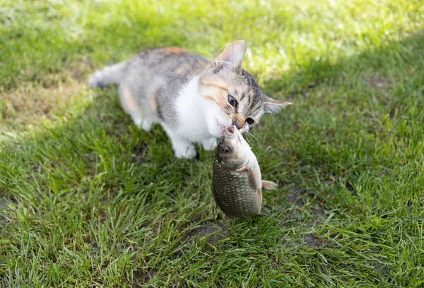 Gato Brinca Com Peixe Crucian Sentado Grama Amante Peixe Pesca — Fotografia de Stock
