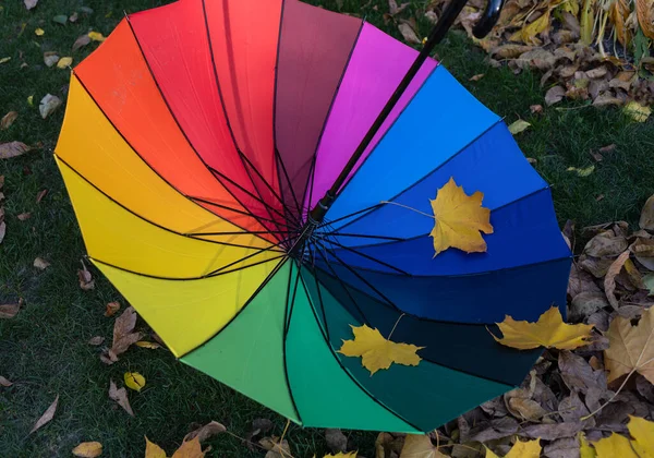 Разноцветный Зонтик Радужных Цветов Вверх Ногами Лежит Траве Усыпанной Осенними — стоковое фото
