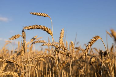 Bulutsuz mavi gökyüzüne karşı altın buğday tarlası. Seçici olarak mısır kulaklarına odaklan. Ukrayna 'nın Bağımsızlık Günü. Tahıl anlaşması. İnsanlık için tahılın değeri. Parlak güneşli bir gün