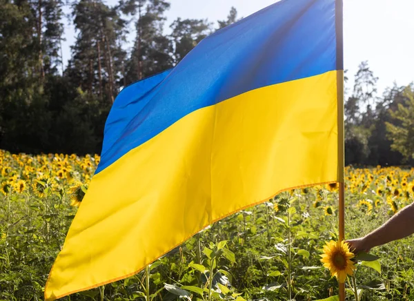 Великий Жовто Блакитний Прапор України Тлі Красивого Квіткового Поля Соняшниками — стокове фото