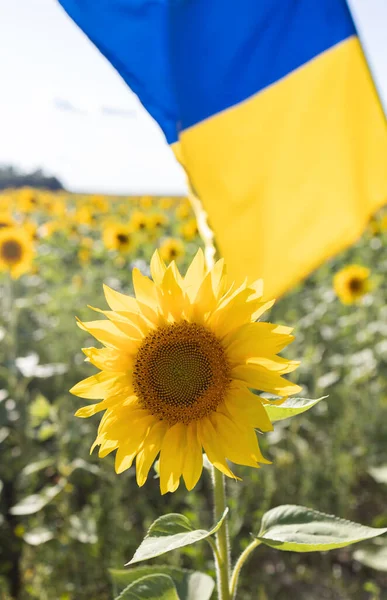 Український Жовтий Синій Прапор Зосереджений Фоновому Режимі Соняшник Фокусі Передньому — стокове фото