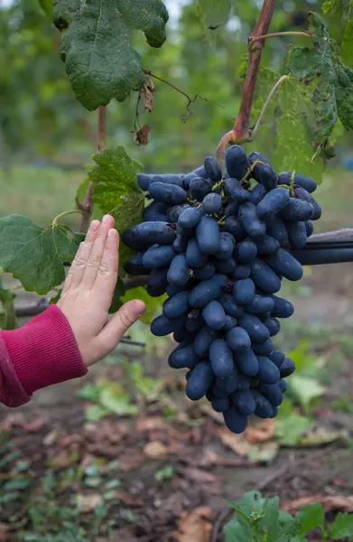large bunch of blue grapes and a hand nearby for size comparison. Good harvest of appetizing tasty ripe grapes in the vineyard