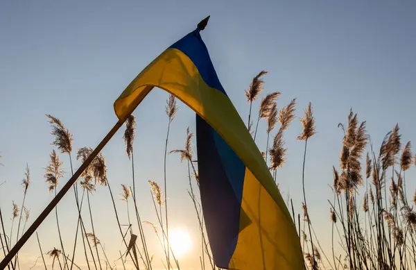 stock image dry panicles, setting sun and yellow - blue Ukrainian flag. Sunset time. Silence, calm, tranquility. Stop the war in Ukraine. soft selective focus. Independence Day in Ukraine