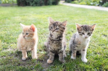 Üç küçük, çeşitli kedi yavrusu, 2 aylık, bahçede çimlerin üzerinde oturmuş merakla etrafa bakınıyorlar. Doğada yürüyen favori evcil hayvanlar. Kedi günü. Seçici odak