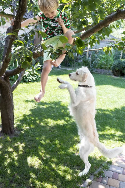 happy boy and a dog play together in the garden. The child cheerfully climbed a tree, the dog stands in front of him on his hind legs. Interesting childhood, playful mood. favorite pet