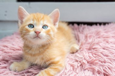Mavi gözlü sevimli kırmızı kedi yavrusu 2 aylık pembe bir yastığın üzerinde yatıyor. Sevgili evcil hayvan, kedi çocukluğu