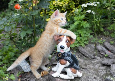 Şirin, kırmızı kedi yavrusu bahçede yürüyor. Sevilen hayvan çiçek tarhında hatıra köpeğiyle oynar. Doğada yürüyüş yapan favori evcil hayvanlar. kedi günü