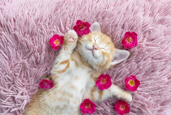 かわいい赤い子猫は背中に横たわり 枕の上にしっかりと眠り 周囲にはバラの花が咲いています 甘い夢 愛するペットの居心地の良い子供時代 優しさ ストック写真