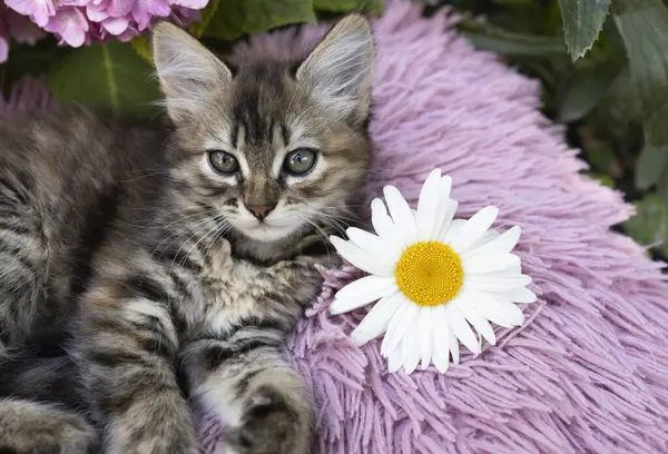 柔らかいピンクの枕の上にはかわいいストライプのふわふわの子猫とデイジーな花があります 猫の子供時代 美しいポストカード 自然の調和 快適な生活を愛するペット ロイヤリティフリーのストック写真