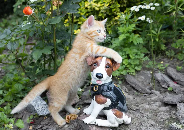 かわいい奇妙な赤い子猫が庭を歩いています 愛するペットは花壇に土産犬と遊びます 自然の中で散歩するのが好きなペット キャットデイ ストックフォト