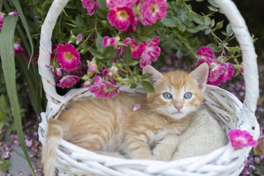 Sevgili evcil hayvan, küçük kırmızı bir kedi yavrusu, bir sepetin içinde çiçek tarhında, çiçek açan bir gül çalısının yanında yatıyor. Kedi çocukluğu, güzel kartlar, doğanın ahengi.