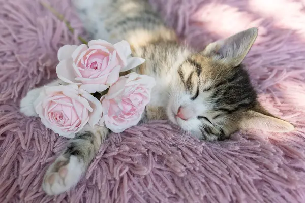 Close-up of a cute tabby kitten sleeping on a pink pillow, three rose flowers nearby. cozy cat childhood, tenderness, cat day. Favorite pet