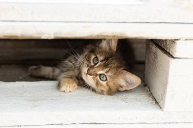 Şirin kahverengi kedi yavrusu, beyaz ahşap bir banktan dikkatle dışarı baktı ve saklandı. favori hayvan