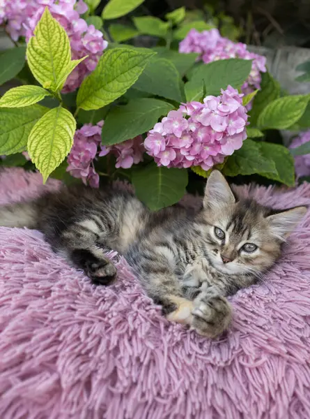 茶色のふわふわの子猫は 咲くハイドレンジアの茂みの下に柔らかいピンクの枕の上に横たわっています 猫の子供時代 美しいポストカード 自然の調和 愛するペットは快適に休む ストック画像