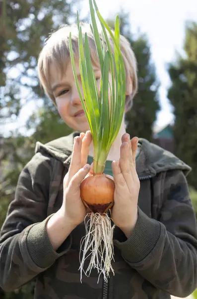 stock image boy holds in his hands sprouted green onions with large white roots. Helps mom plant greens in the garden. Earth Day. Environmental education. little helper. selective focus