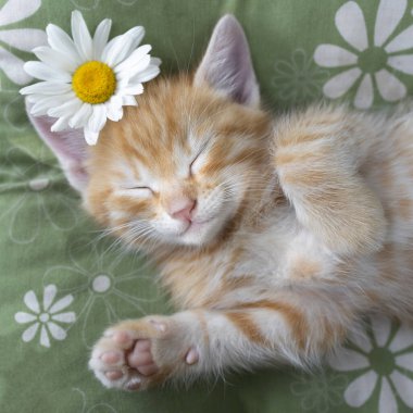 Yastığın üzerinde uyuyan kızıl bir kedi yavrusunun portresi. Sevdiğiniz evcil hayvanınızın rahatlığı ve rahatlığı. Kedi günü. Papatya çiçeği. Kedi çocukluğu, tatlı rüya hayvanı, şefkat