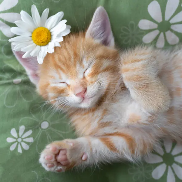 枕の上に寝ているかわいいジンジャー子猫の顔の肖像画 愛するペットの快適さとリラックス キャット カモミールの花 猫の子供時代 甘い夢のペット 優しさ ロイヤリティフリーのストック画像