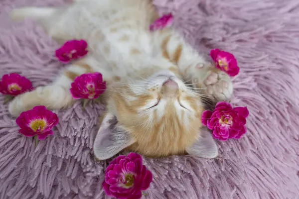 Roztomilá Tvářička Zrzavého Koťátka Spí Růžovém Polštáři Jsou Kolem Něj — Stock fotografie