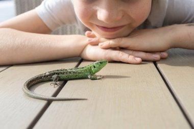 Masadaki yeşil kertenkele ve çocuğun yüzü ona ilgiyle bakıyor. Çocuk ilginç hayvan temsilcilerini seviyor, hayvanlar alemini inceliyor. Sürüngenler ve zooloji dünyasına karışmak.