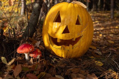 Ormanda sineksi mantarların yanında oyulmuş yüzlü büyük turuncu balkabağı. Şaka mı şeker mi, Cadılar Bayramı 'nda iyi eğlenceler.