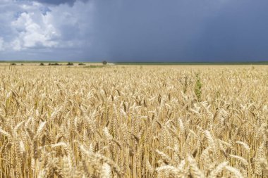 Koyu mavi gökyüzüne karşı olgun buğday tarlası, yağmur fırtınasından önceki yaz günü. Fırtına öncesi sessizlik. Tarım, tarım, tarım. İnsanlık için tahıl ürünlerinin önemi. Ukrayna 'daki savaşı durdurun.